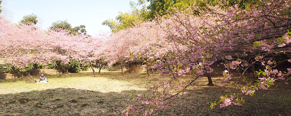 四季折々の草花が楽しめる地域の憩いの場「高井城址公園」