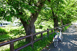 歴史の町は緑も豊か！自転車でぶらり自然散歩 
