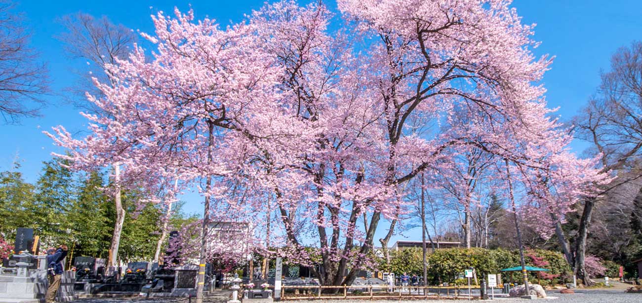仁叟寺　地中から5本の幹が伸びる希少な五輪桜