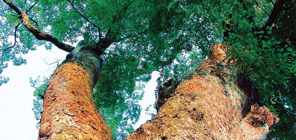 仁叟寺　市指定天然記念物モクの木