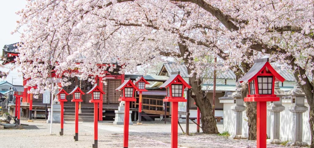大慶寺　満開の桜が咲き誇る境内