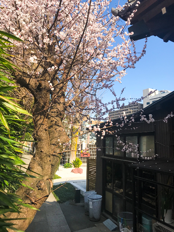 桜が開花しました 安樂寺 東京都品川区 公式 永代供養 樹木葬ならエータイ