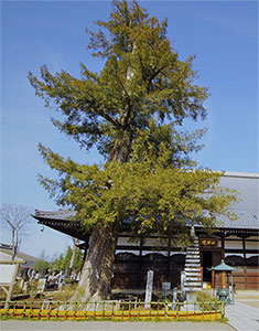 群馬県指定文化財認定の「カヤの木」
