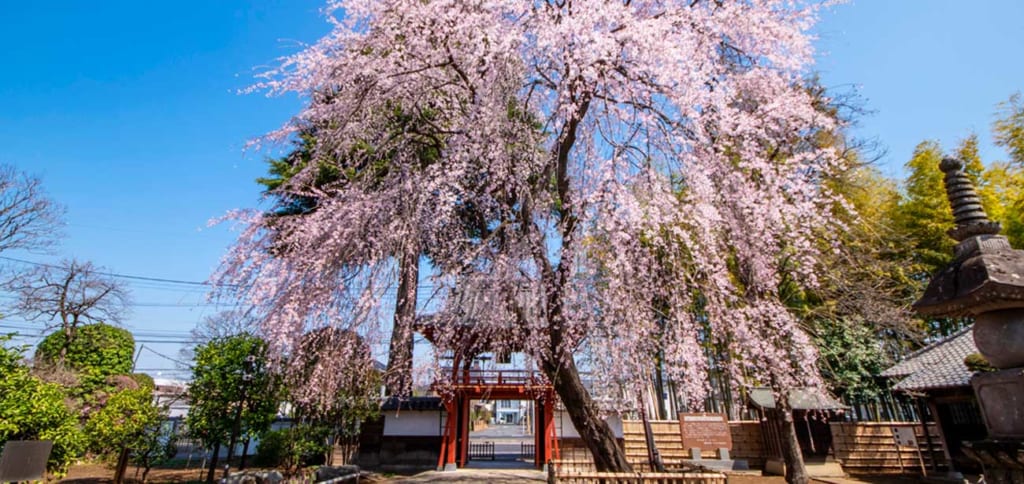 相頓寺　朱塗りの「鐘楼門」と枝垂れ桜