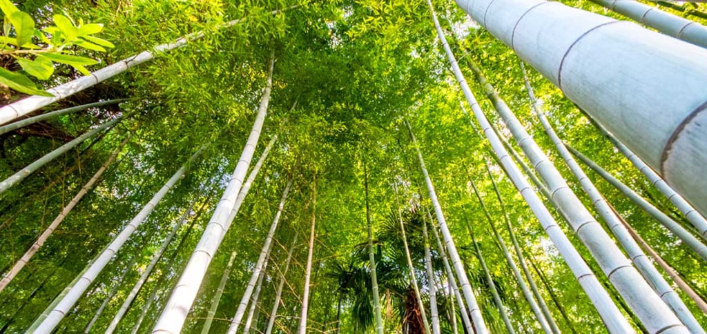 相頓寺　境内の竹林
