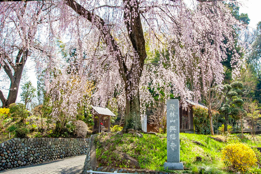 興福寺-枝垂桜