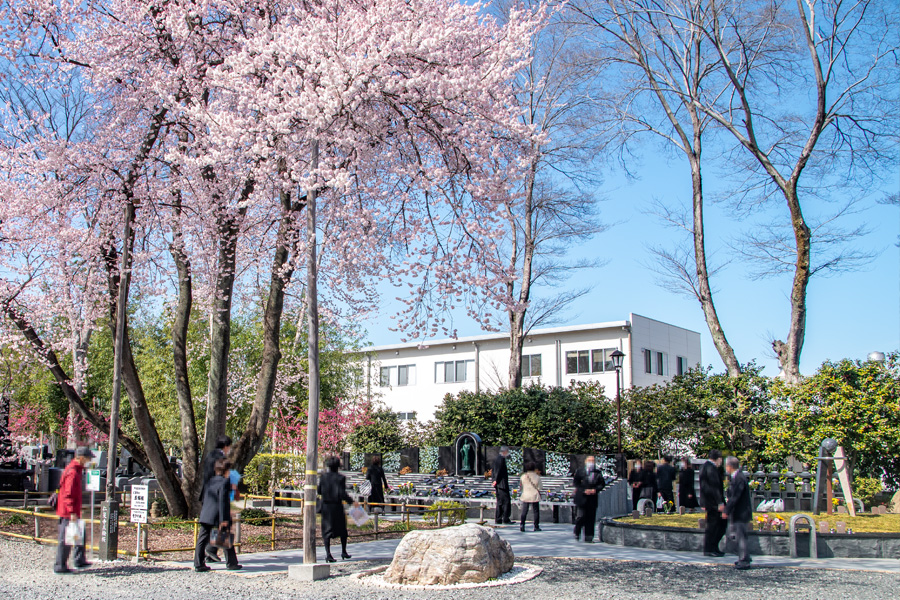 仁叟寺-満開の五輪桜