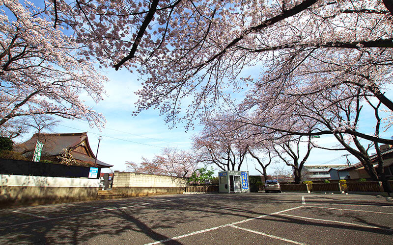 駐車場の桜風景｜市川市 妙正寺