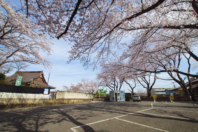 千葉県市川　桜之霊場 妙正寺