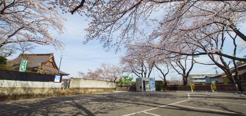 桜｜千葉県市川市・妙正寺