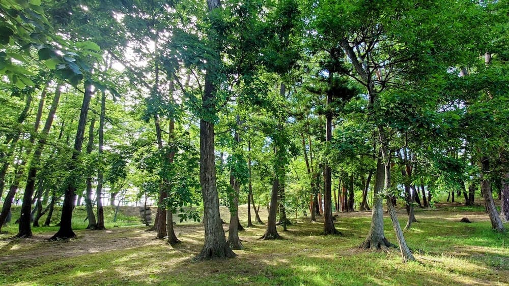 里山型樹木葬